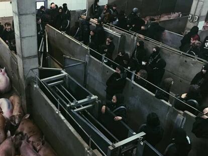 Activistas encadenados en el matadero.