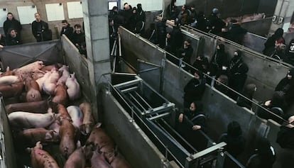 Activistas encadenados en el matadero.