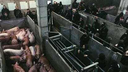 Activistas encadenados en el matadero.