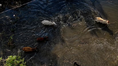 Vacas buscan pasto para comer en medio de la zona inundada. 