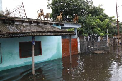 Un grupo de perros se protege de las inundaciones subidos a un tejado en Asuncin (Paraguay), el 3 de abril de 2019.