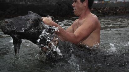 Las cabras son mojadas en el mar como parte de un ritual milenario guanche que cuenta que el agua salada ayuda a purificar el ganado para aumentar la fertilidad, 24 de junio de 2013.