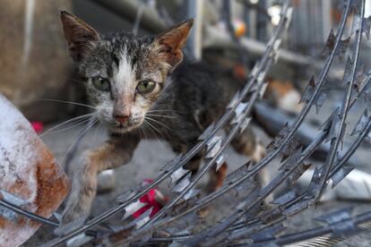 Un gato intenta pasar el alambre instalado en un control en una carretera de Beirut (Lbano) para evitar que avancen los manifestantes que protestan contra el Gobierno del pas.