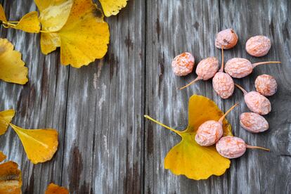 La semilla carnosa del ginkgo tiene un aroma idéntico al de ciertos quesos fuertes.