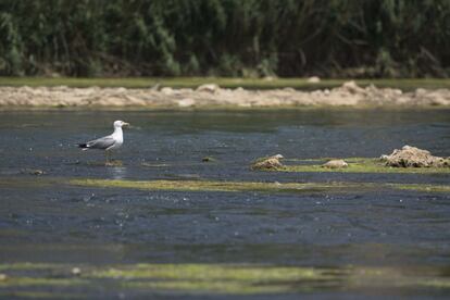 Una gaviota descansa en el río Ebro.