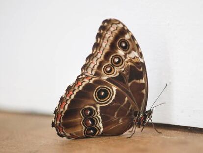 La mariposa de la Tàpies, hoy. 