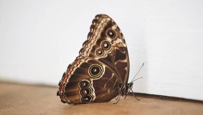 La mariposa de la Tàpies, hoy.