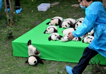 23 pandas gigantes nacieron en el centro de investigaciones de Chengdu, en la provincia de Shichuan (China) el 29 de septiembre.