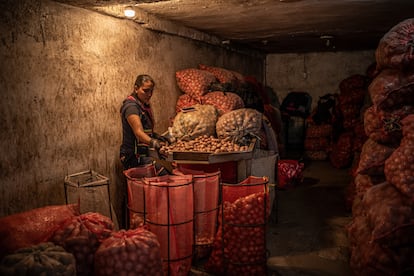 Comerciante arregla bultos de papas en Corabastos, Bogotá, Colombia.