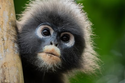 Un mono de hojas oscuras o langur de anteojos, en el segundo episodio de la serie 'Perdedores y salvajes', de Disney+.