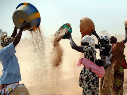 Unas mujeres malienses tamizan el trigo en un campo cerca de Segou, en el centro de Malí, en 2013. En 2022, las familias de África pagan un 45% más por la harina de trigo, ya que la guerra de Rusia en Ucrania bloquea las exportaciones.