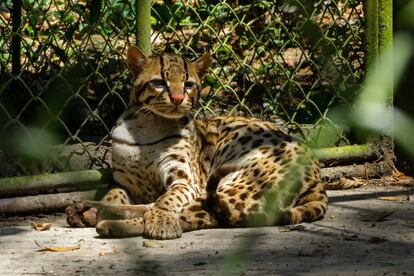 Los animales capturados suelen utilizarse como mascotas. En la mayoría de las ocasiones el animal acaba abandonado cuando se cansan de él sin posibilidad de subsistir por sí mismo pues ya fue domesticado. Este es un tigrillo recuperado en una población al que tratan de devolver a su hábitat. 