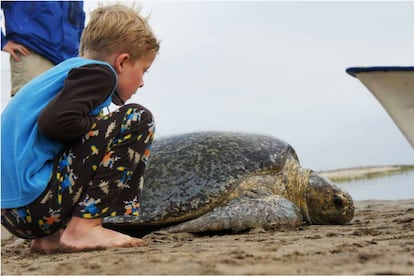 <p>En la Bahía de Magdalena del Estado mexicano de Baja California hay una playa que algunos llaman la Playa de Los Muertos. Este nombre se debe al número de cadáveres de tortugas. Uno de los motivos citados con mayor frecuencia de por qué ocurre esto son las prácticas pesqueras deficientes e insostenibles, como el uso de tipos de redes que engañan a estos animales y los atrapan.</p> <p>Red Sustainable Travel está trabajando para cambiar esto a través del turismo de aventura sostenible. Para ello ha dividido sus operaciones en dos organizaciones: en primer lugar, dirige una agencia de viajes sin ánimo de lucro que ofrece a los visitantes acercarse a tortugas vivas y conocer otras atracciones naturales de la región. Por otra parte, trabajan con los miembros de las comunidad locales, a menudo los mismos pescadores cuyas redes atrapan a las tortugas, para proporcionarles medios de sustento alternativos en el turismo ecológico.</p> <p>Hasta el momento, el proyecto piloto se está ampliando para trabajar con 14 empresas comunitarias similares en los cuatro Estados. Alrededor de 185 personas han sido formadas en los principios de la sostenibilidad y la gestión empresarial. Se han generado 100.000 euros aproximadamente en sueldos y se han recaudado unos 75.000 euros más de los viajeros, los cuales se han utilizado para proyectos de desarrollo y de conservación. En 2013, Red ganó el premio a operador joven de ATTA y también fue presentado como una de las 10 Mejores Aventuras de National Geographic.</p>