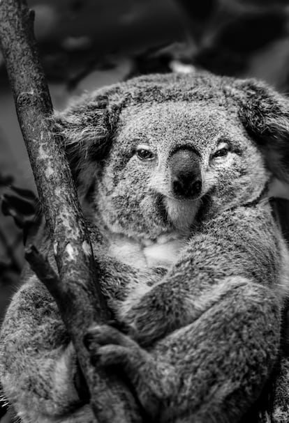 Un joven koala (Australia). Especie vulnerable.