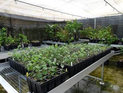 Invernadero del IMIDRA con las primeros clones de olmos singulares de la Comunidad de Madrid. El procedimiento que se utiliza es el de la reproducción 'in vitro'.