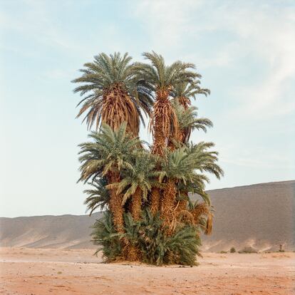 Lo que queda del oasis de Tanseest, a 15 kilómetros de la ciudad de Assa, es este grupo de palmeras que un día fueron la promesa del agua en el desierto. El verde de sus hojas anunciaba vida. La foto data de abril de 2020. 