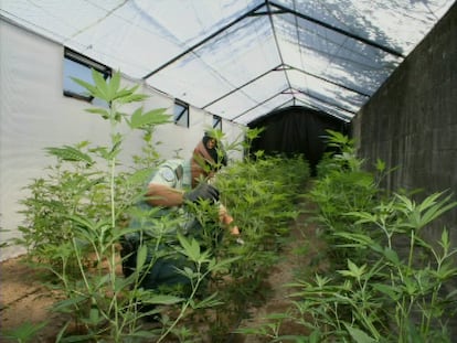 Detenido un matrimonio sexagenario por plantar marihuana