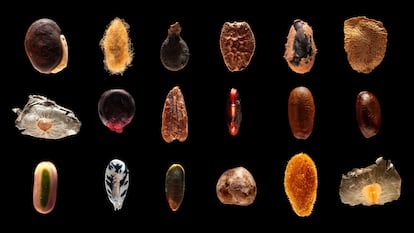 Seeds & Tales