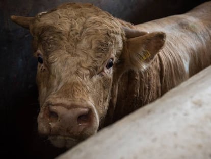 En el matadero municipal de Zapopán (Jalisco, México), se toman medidas para controlar la tuberculosis en animales.