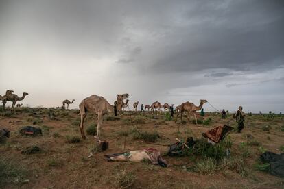 Al finalizar el verano, cientos de pastores nómadas tuaregs recorren a lomos de sus camellos los últimos kilómetros hasta la remota ciudad de Ingall, a 160 kilómetros de Agadez, al norte de Níger. Allí, durante tres días familias enteras acampan a las afueras de la ciudad cuya población se dispara hasta las 50.000 personas durante uno de los festivales míticos y más místicos de África occidental, 'La Cure Salé', en francés; 'La cura salada', en español. Níger es el segundo país más pobre de la Tierra, después de República Centroafricana. Se encuentra en el puesto 187 en el Índice de Desarrollo Humano, en el que se miden 188 países. Para muchos, la vida en estas tierras es de una dureza increíble.