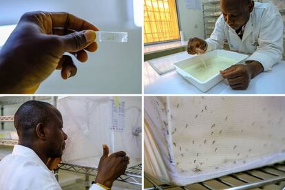 Moussa Namountougou observa varios ejemplares de mosquitos de la malaria en el insectario del IIRSS.