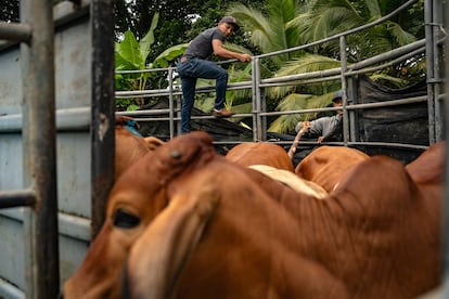Trabajadores colocan larvicida a vacas en un puesto de inspección de ganado de COPEG. 