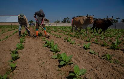 Cuba tobacco