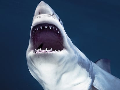 Un gran blanco en la isla de Guadalupe (México), un lugar diminuto rodeado de afilados acantilados.