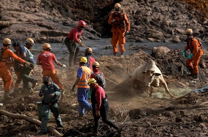 Bombeiros tentam resgatar vaca atolada na lama de rejeitos em Brumadinho. Muitos animais tiveram foram sacrificados pelas autoridades que, sob críticas, disse que ato foi por "eutanásia", para poupar bichos que não poderiam ser salvos. 