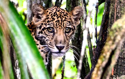 Uma onça-pintada na Amazônia.