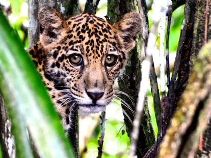 Un jaguar en el Amazonas.