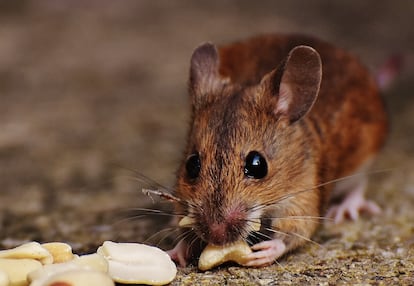 Ratón comiendo