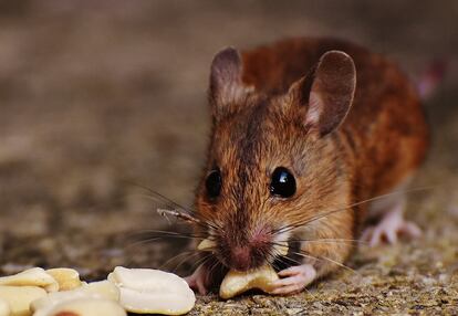 Ratón comiendo