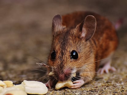 O estudo mais recente compara um grupo de roedores que comiam o que queriam com outro que ingeria 30% menos calorias.