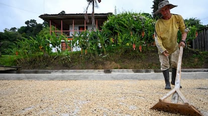 Un productor de café trabajan en una granja, en Colombia