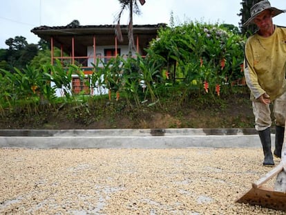 Un productor de café trabajan en una granja, en Colombia