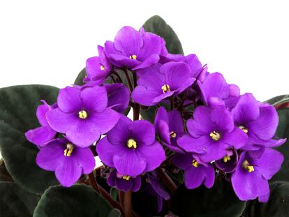 La violeta africana es una planta muy popular por su floración en los interiores de las casas.