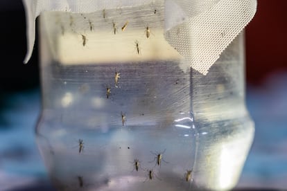 La bacteria wolbachia en los mosquitos 'aedes aegypti' compite con virus como el del dengue, lo que dificulta que esta enfermedad, que se expande en América Latina, se reproduzca dentro de los insectos.
