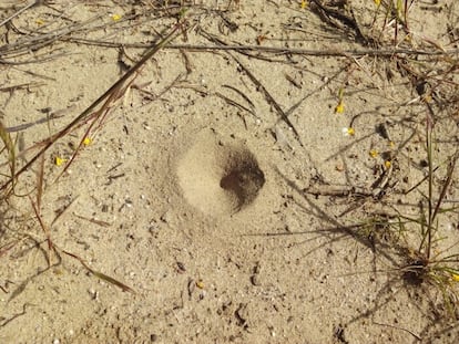 An antlion trap in the sand. The insect burrows into the bottom of the one to capture its prey.