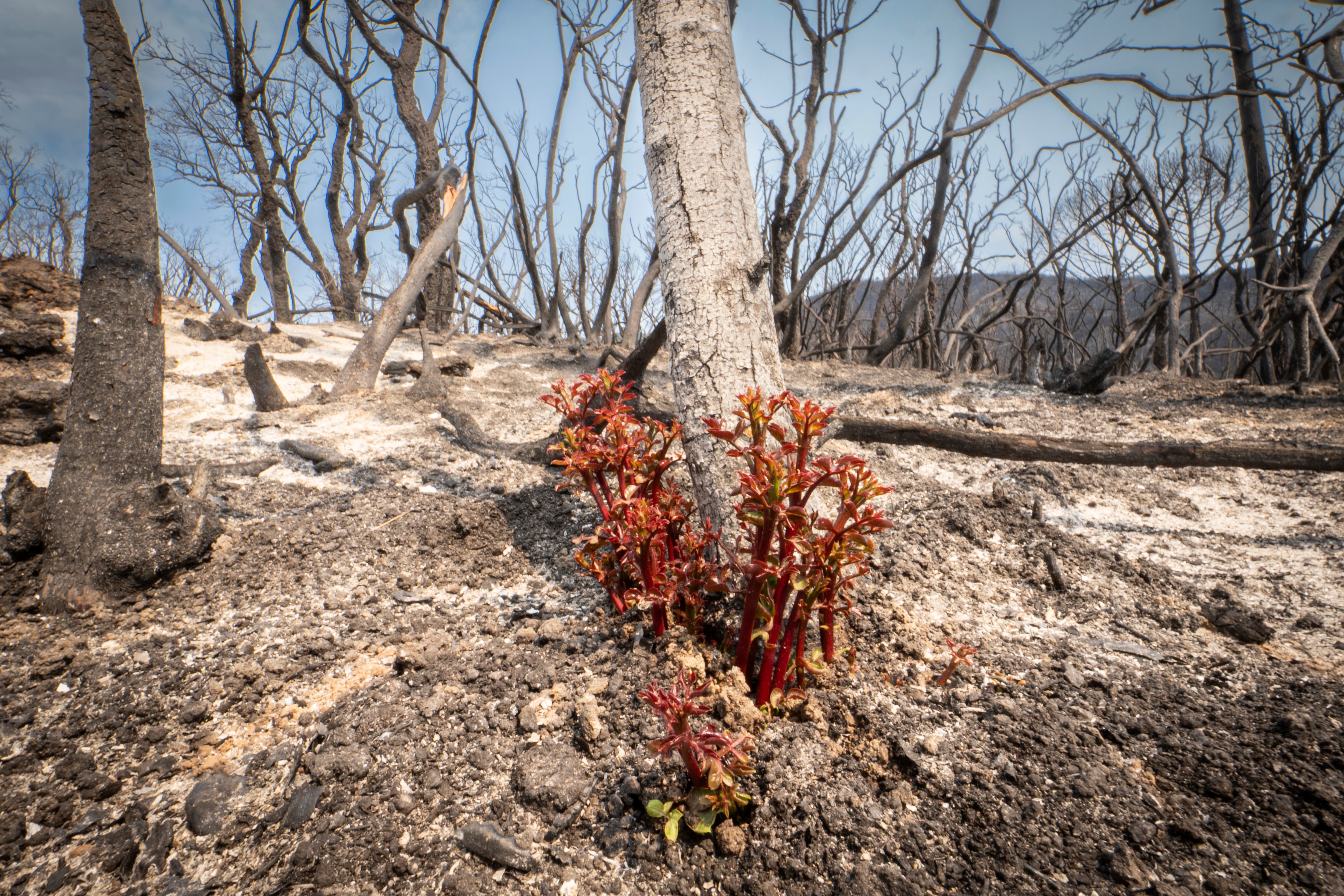 La vida empieza a emerger entre los árboles calcinados en Les Gavarres.