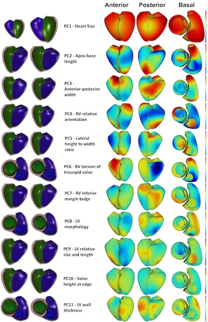 Coordinates that represent the shape of the heart.