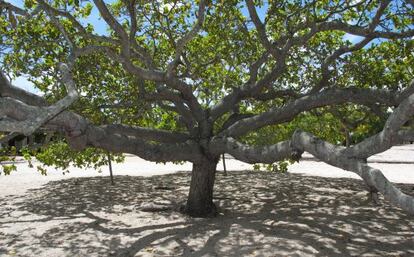 Un árbol gigante de la mangaba