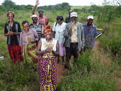 Agricultores en Kenia que usan una técnica de regeneración natural sostenible