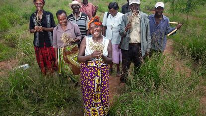 Agricultores en Kenia que usan una técnica de regeneración natural sostenible