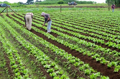 Trabajadores labran un campo en Guatemala.