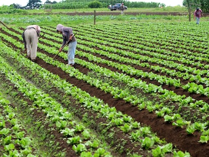 Trabajadores labran un campo en Guatemala.