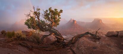 'Uprooted'. En Moab (Utah, EE UU), Nickolas Warner logró fotografiar, casi de forma milagrosa, esta instantánea en el momento justo en el que desaparecen las nubes, cesa la lluvia y el sol se abre paso en el parque nacional de los Arcos; que puede divisarse, al fondo, bañado por una neblina dorada.