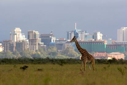 LAS 10 CIUDADES IMPRESCINDIBLES PARA EL PRÓXIMO 2024: La capital de Kenia, infravalorada durante mucho tiempo por el turismo e incluso por sus propios residentes, por fin brilla por sí misma como centro de cultura. Nairobi no es una ciudad fácil, pero más allá de su cara más dura, encierra un montón de experiencias sorprendentes para el viajero. La ciudad está superando la mirada colonial y se lanza a presumir de su propia cultura, con un despliegue de restaurantes de cocina local y una colección de espacios artísticos y culturales que han generado un nuevo ambiente fresco y genuino, convertido en nueva seña de identidad de Nairobi.
En el panorama gastronómico de Nairobi, ya hay muchos restaurantes que trabajan con ingredientes y cocinas autóctonos. Todo un reto para los nuevos chefs. También la música en directo ha vuelto a Nairobi tras el silencio de los años de pandemia: abundan las noches de DJs, pero también los conciertos: el reggae, el rap y la rumba son los géneros más populares, pero también hay posibilidades de escuchar música tradicional de bandas profesionales.
La comunidad artística local es el tercer pilar del cambio: lleva décadas muy activa, con veteranos que han creado estilos propios, como la escuela Tingatinga. En los últimos años ha emergido el coleccionismo local, y la subasta anual East African Art Auction es su evento más destacado. Las salas de arte toman nota, e incluso el Museo Nacional de Nairobi, que hasta hace poco era famoso por su mohosa colección de animales disecados, alberga ahora exposiciones e instalaciones muy interesantes. El arte contemporáneo está presente en toda la ciudad gracias a espacios como One Off Contemporary Art Gallery (Rosslyn), con un asombroso jardín de esculturas; Circle Art Gallery (Lavington); y la galeria colectiva Brush Tu Gallery (BuruBuru), que recibe visitas con cita previa.