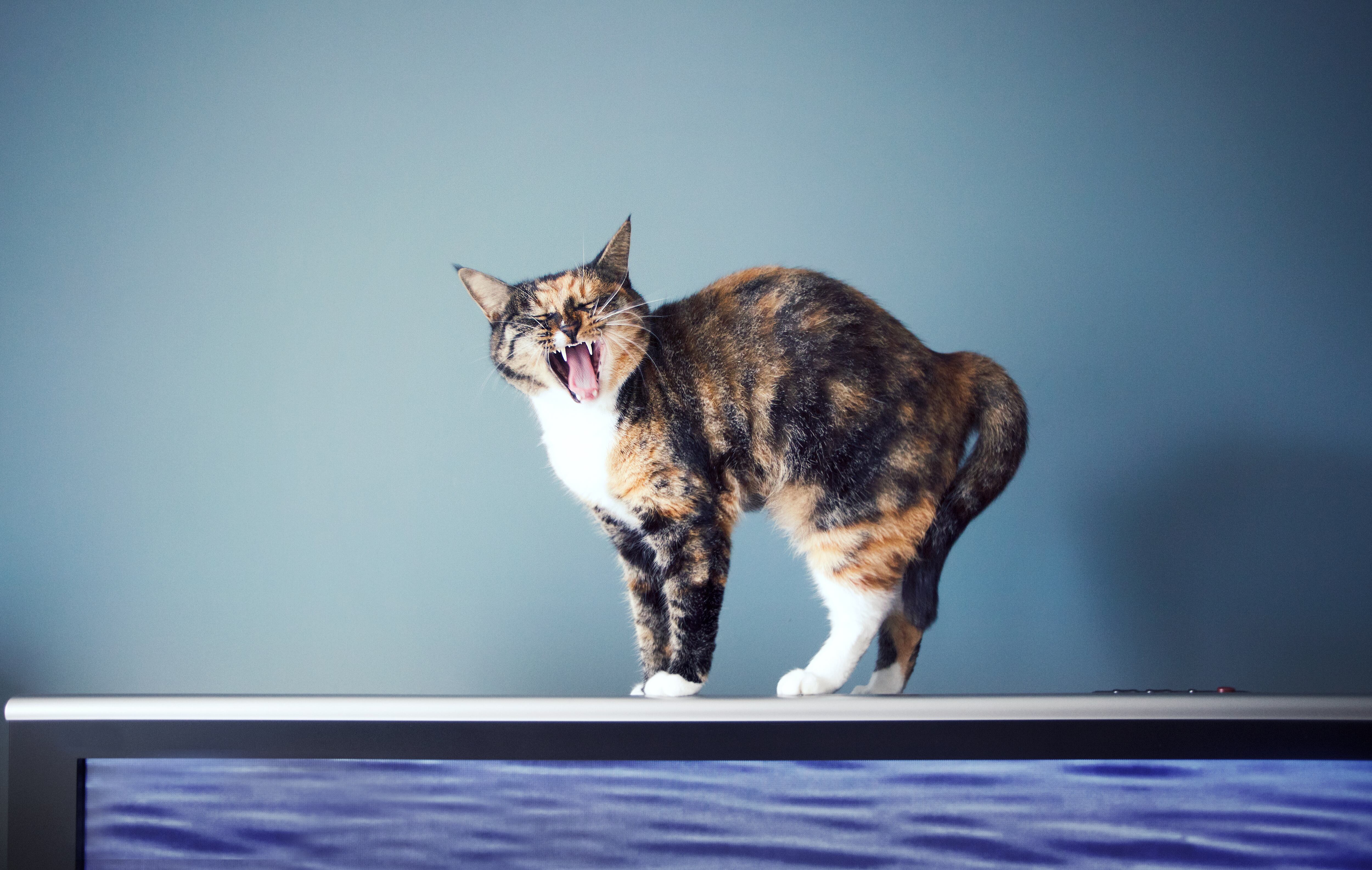 ¿Por qué a tu gato le fascinan las pantallas? La clave está en el movimiento