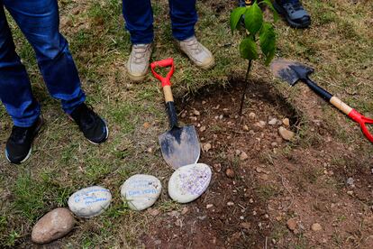 Piedras con mensajes de reconciliación junto a un retoño sembrado en el proyecto.